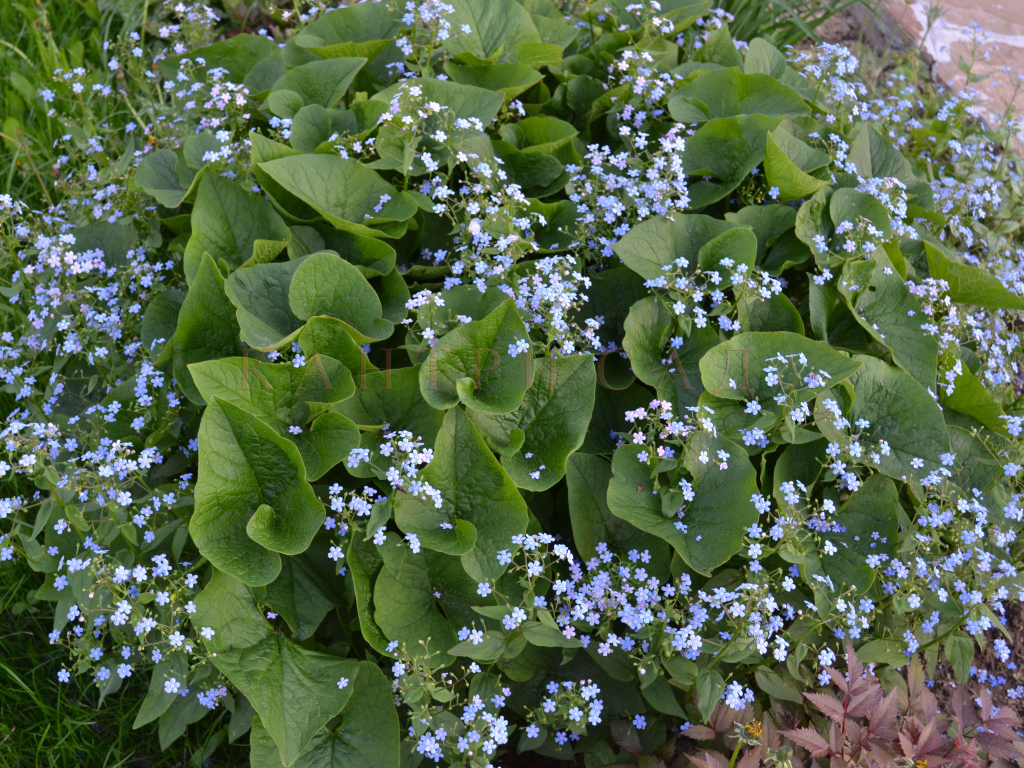 Бруннера сибирская многолетнее растение