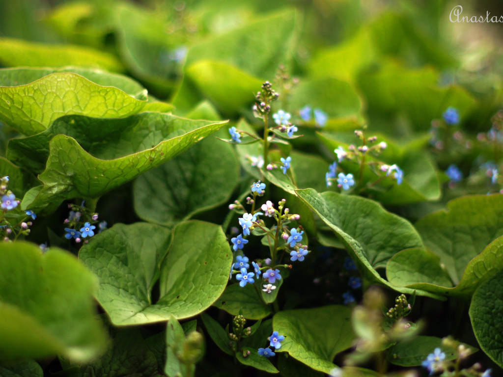 Цветы бруннера растет на Кавказе и юго-востоке Азии