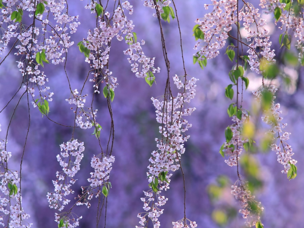 Гроздья из цветов