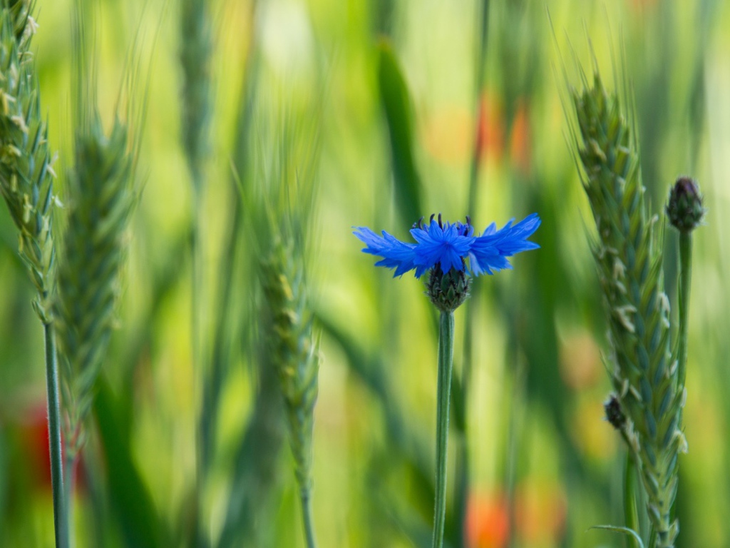 Лютик в поле
