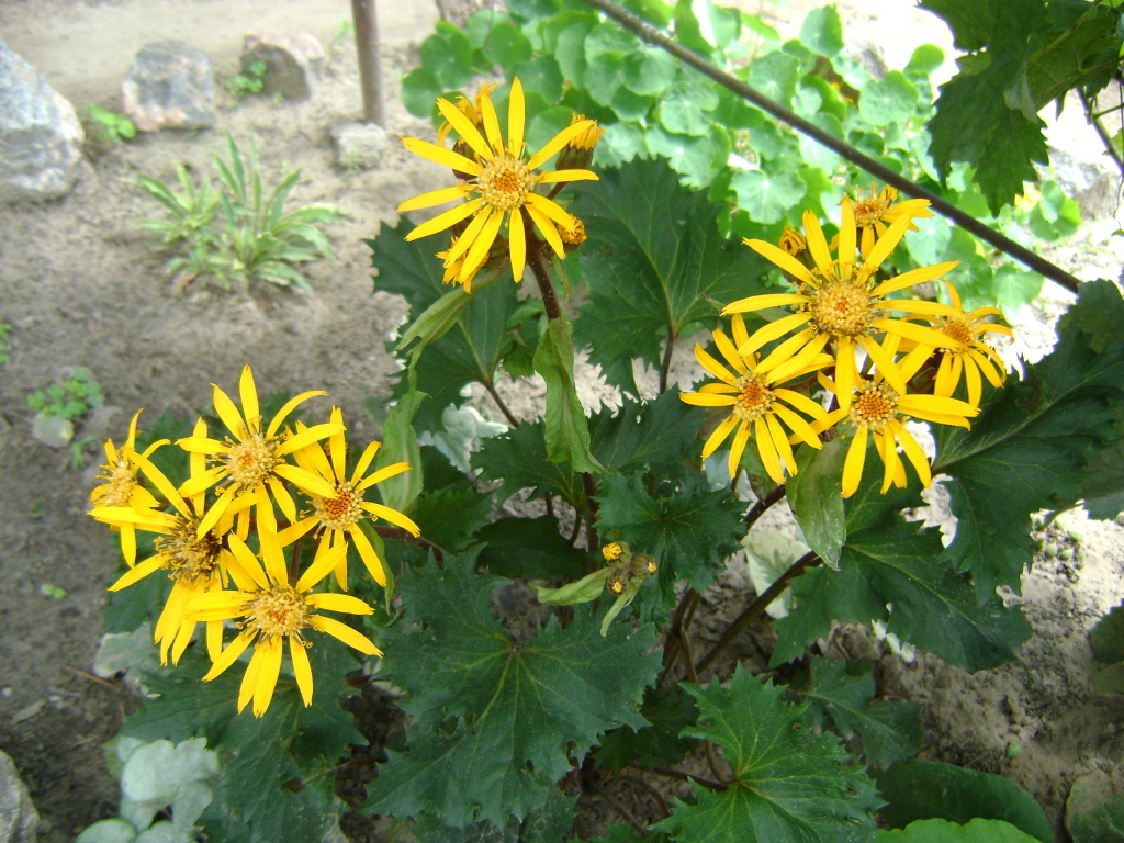 Красивый бузульник в саду