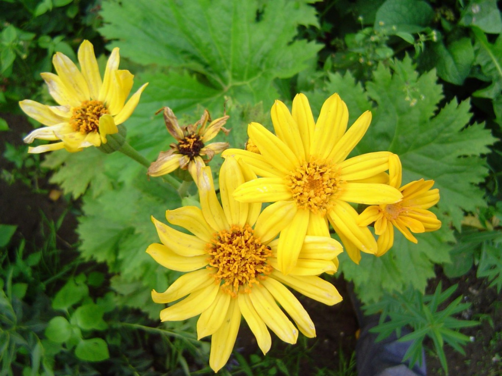 Красивое растение бузульник в парке