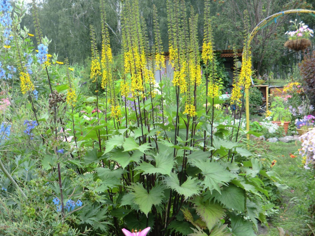 Растения бузульник в саду