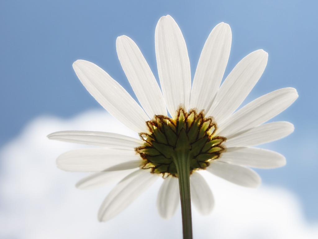 Ромашка на фоне неба