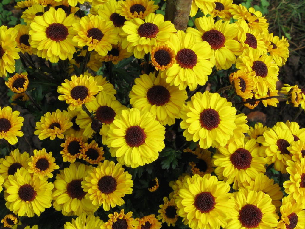 Выращивание цветов хризантема в саду