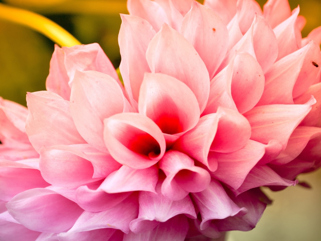 Прохладный цветок