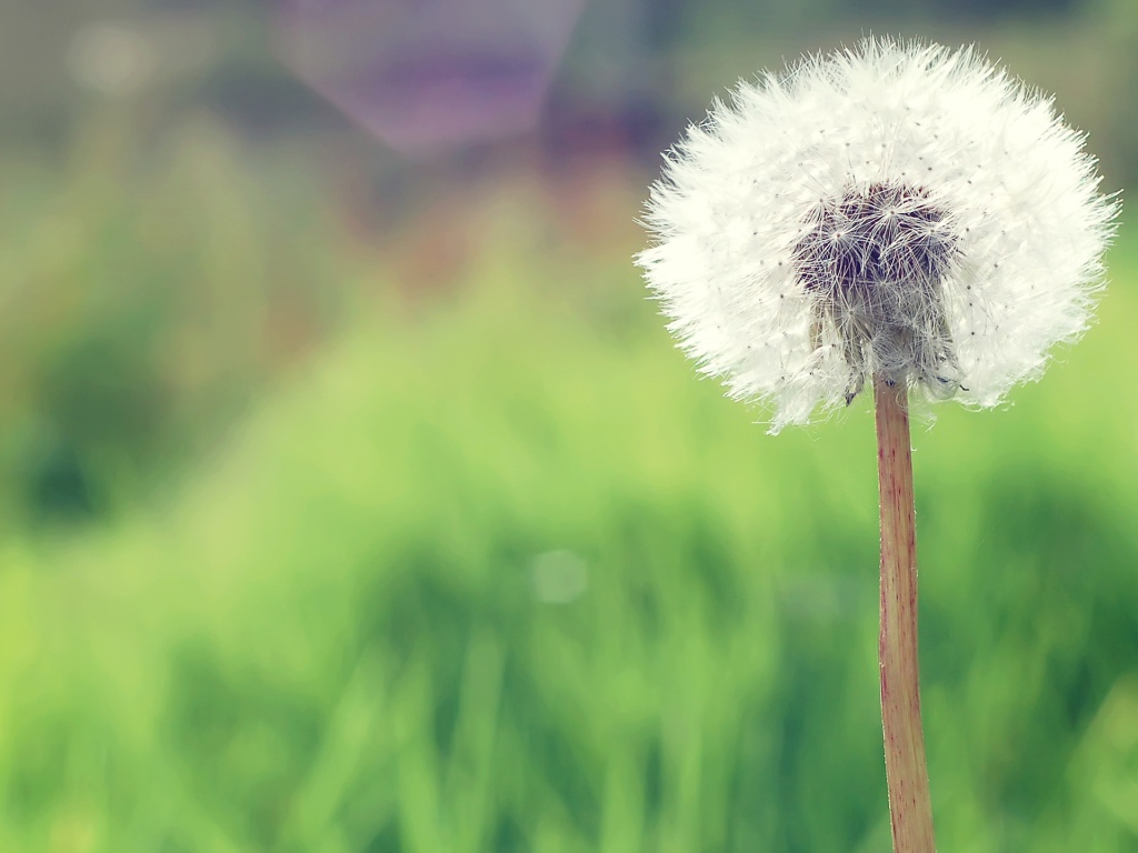 Одуванчик в деревне