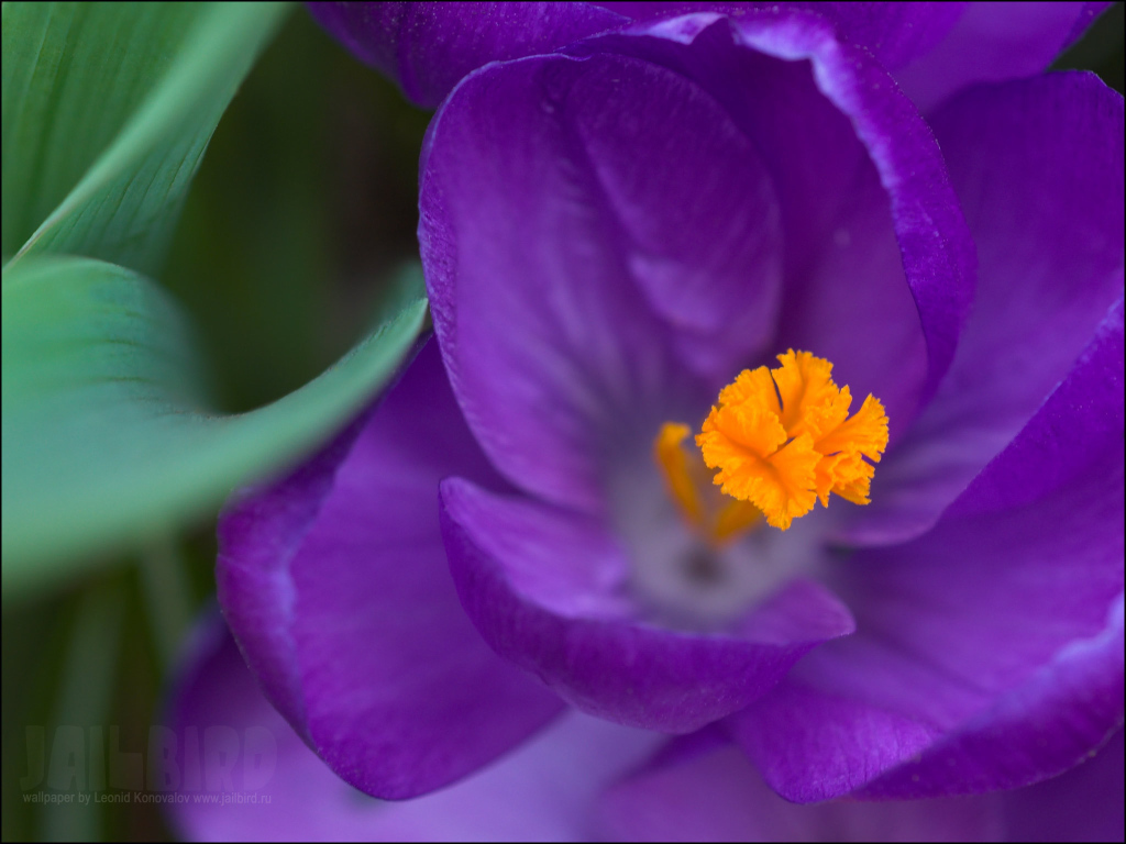 Крокус прекрасный цветок