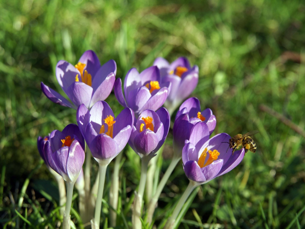 Крокус-цветы весны