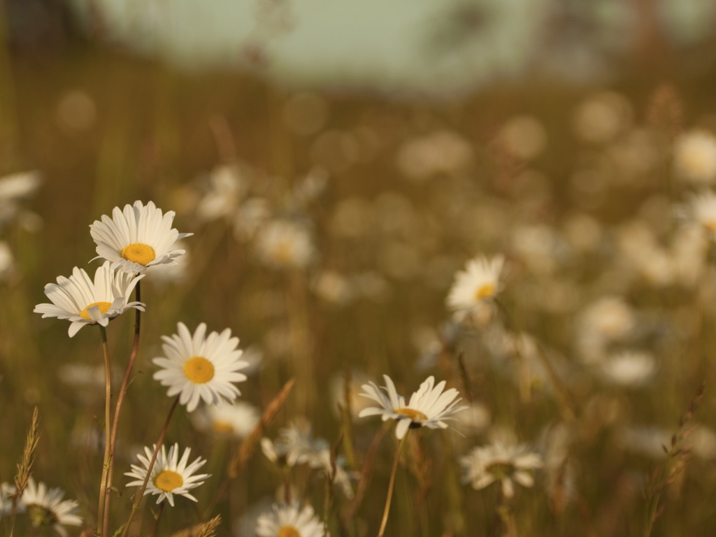 Ромашки на размытом фоне