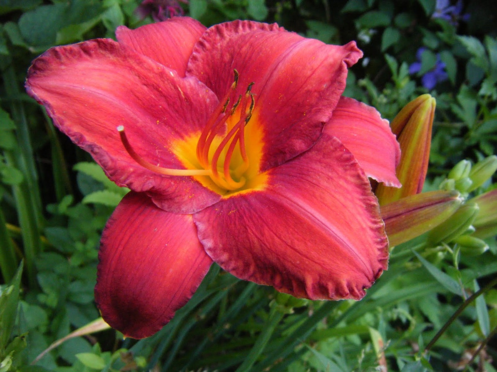 Выращивание цветов лилейник в саду