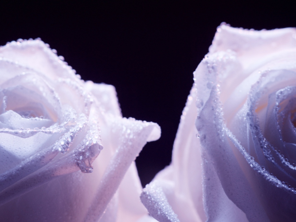 Украшенные фиолетовые розы