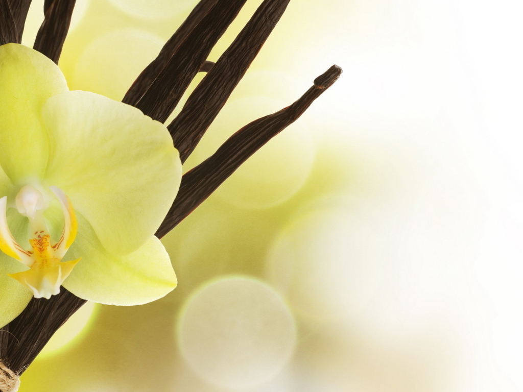 Нежный цветок