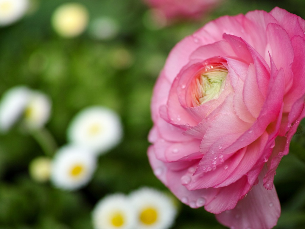 Нежные лепестки розы