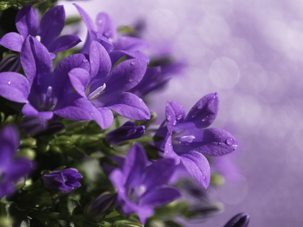 Роса на колокольчиках