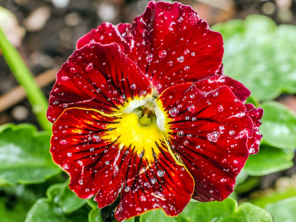 Божественный цветок красные анютины глазки