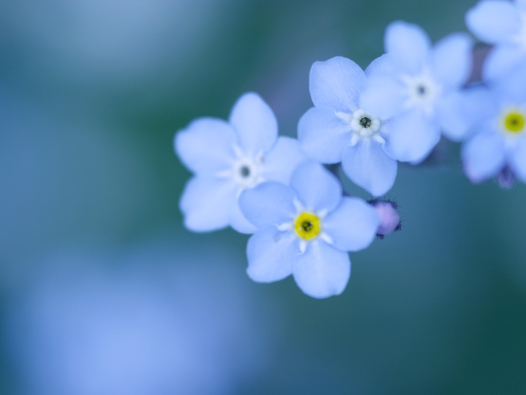 Божественные цветы незабудки