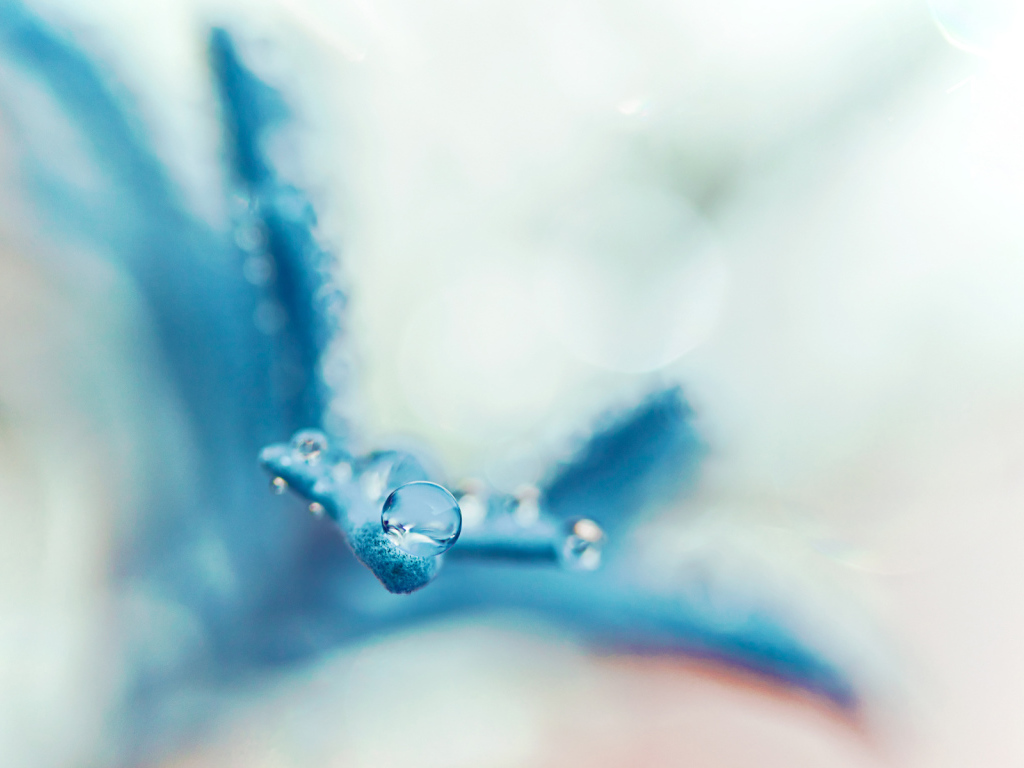 Капля на голубом лепестке
