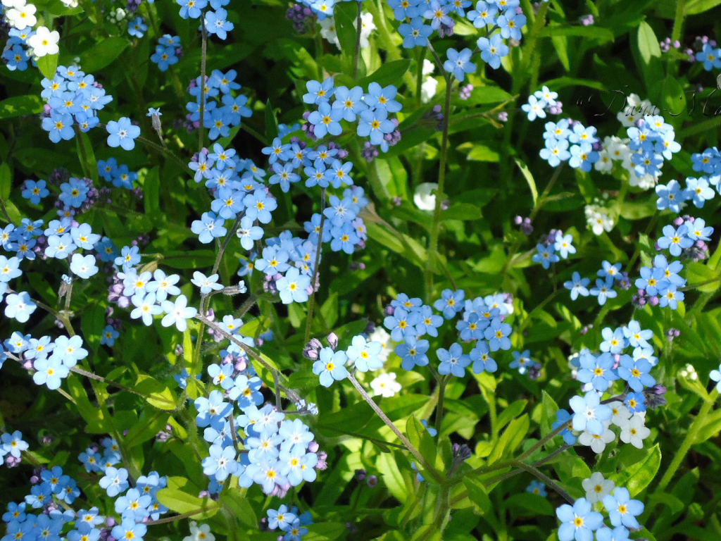 Сказочные красивые  цветы незабудки