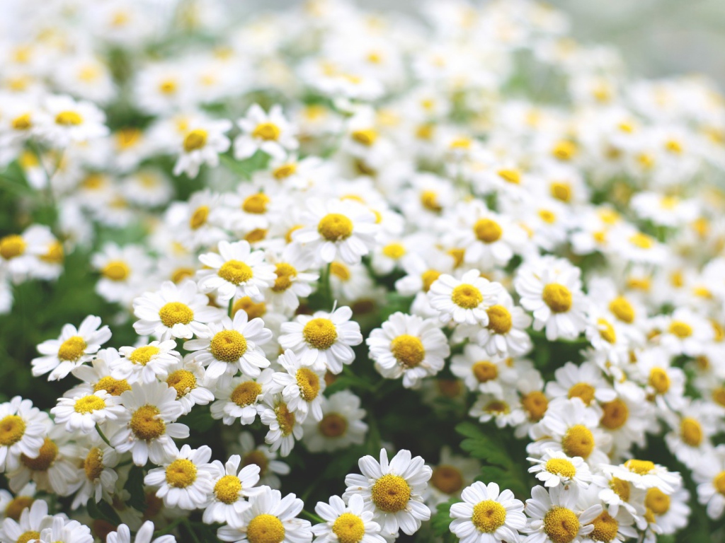 Полевые ромашки