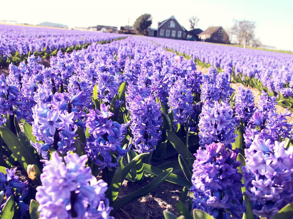 Поле сиреневых цветов