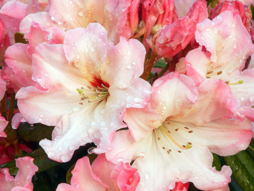 Цветочная роса