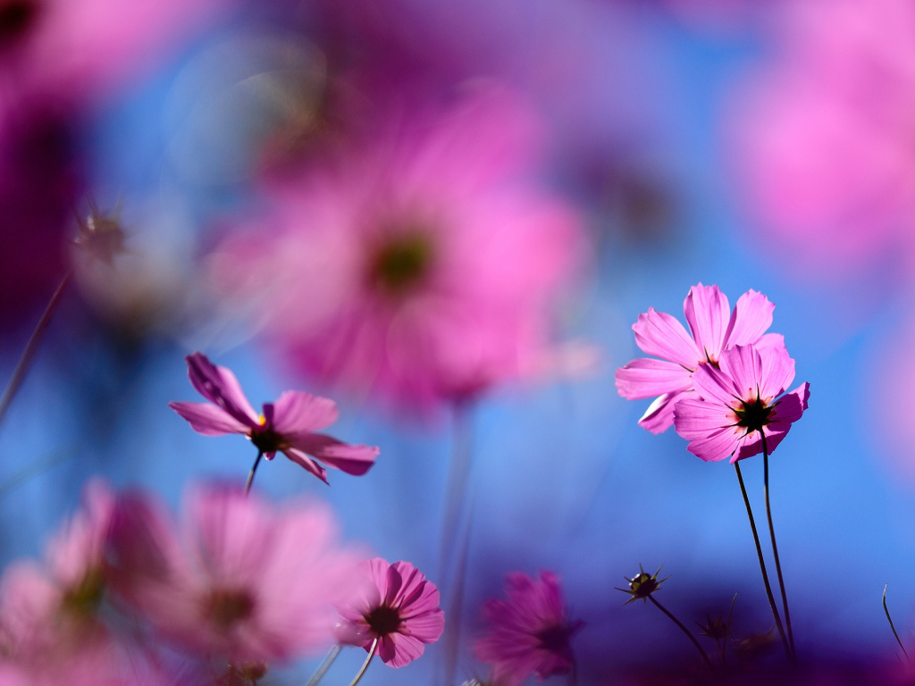 Цветок космея полевая