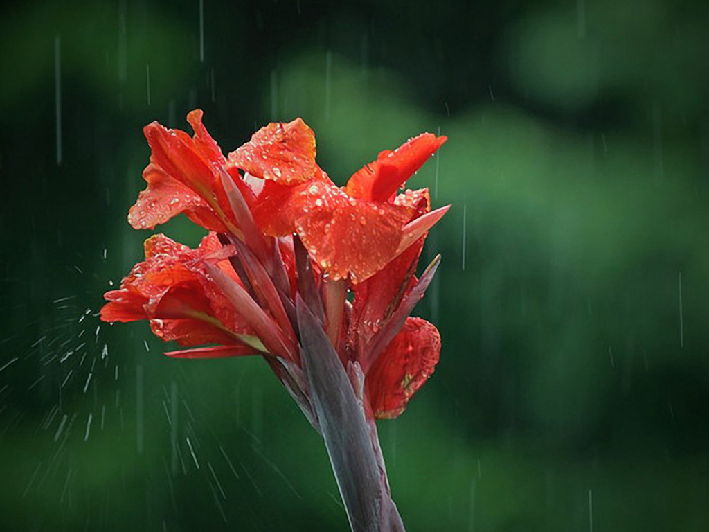 Цветок под дождем