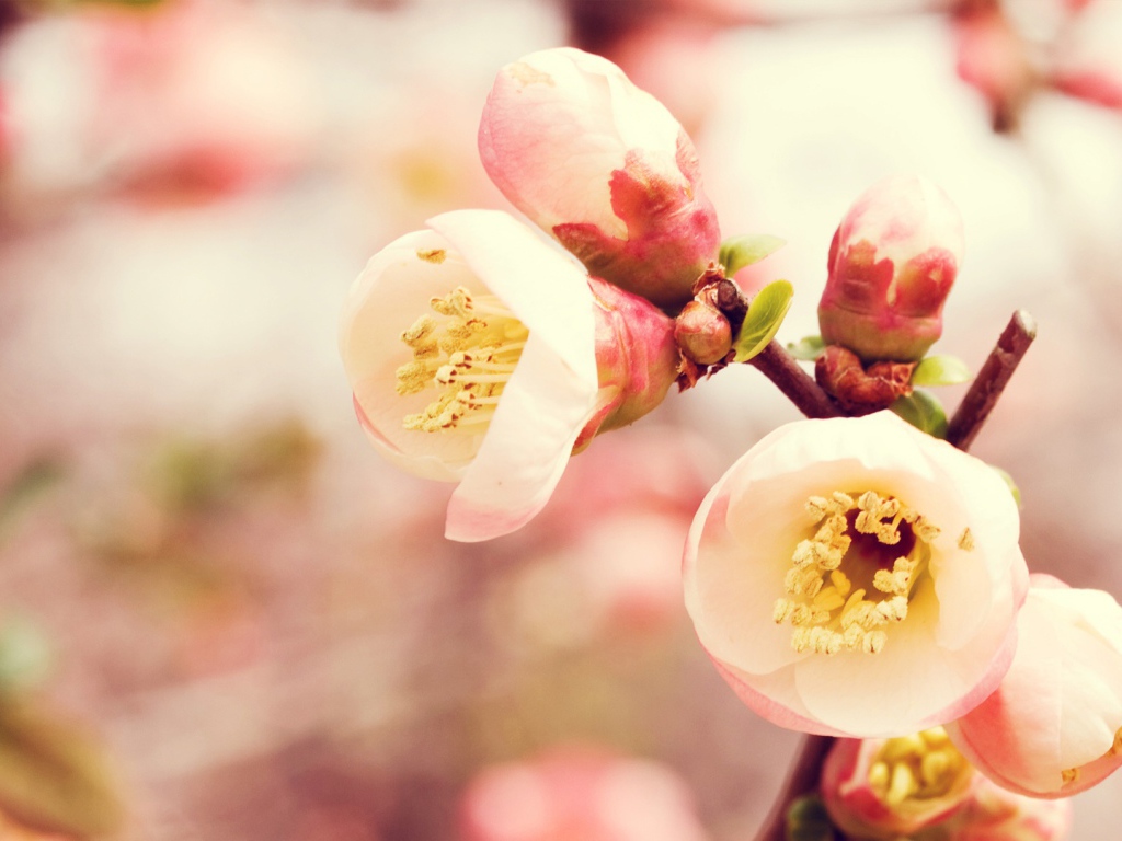 Королевство цветов