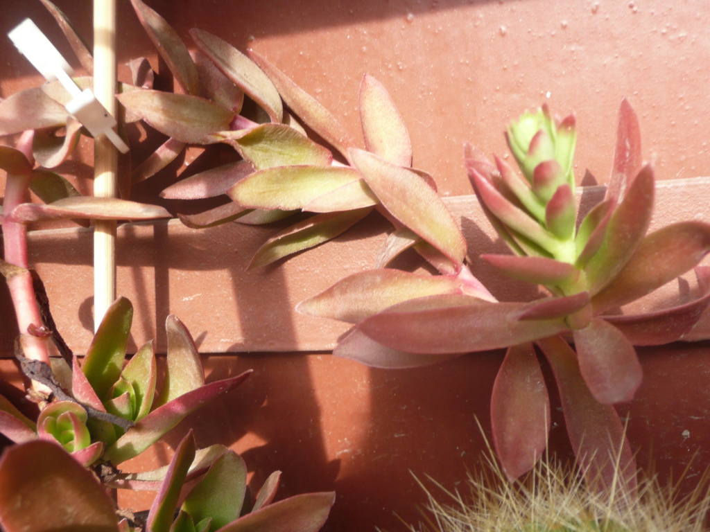 Цветы эхеверия (эчеверия) 