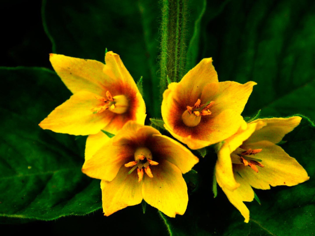 Выращивание цветов колокольчик в саду