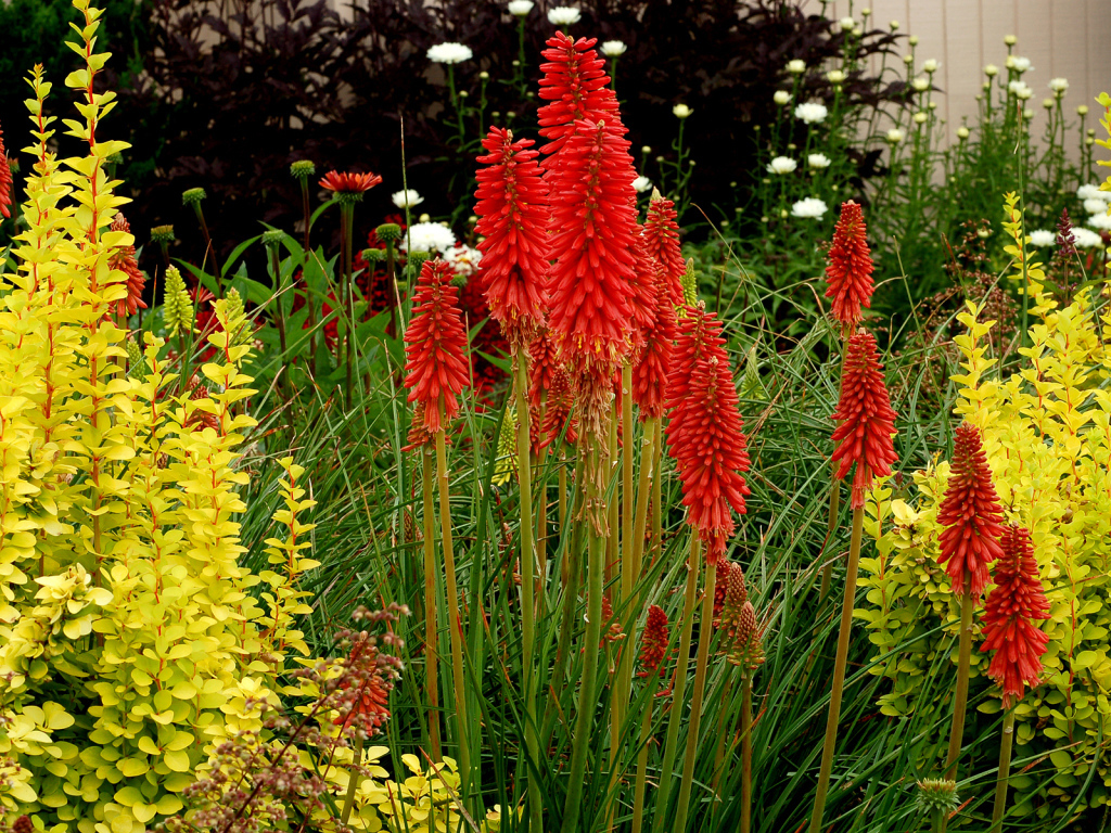 Выращивание цветов кникофия в саду