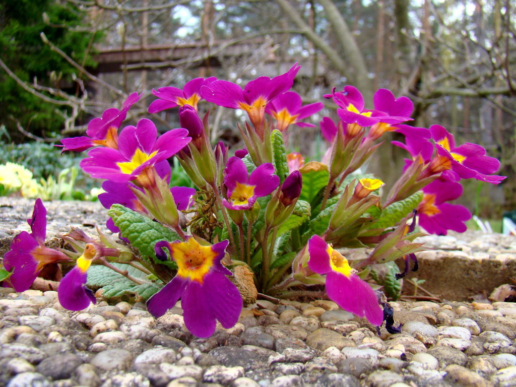 Выращивание цветов примула в саду