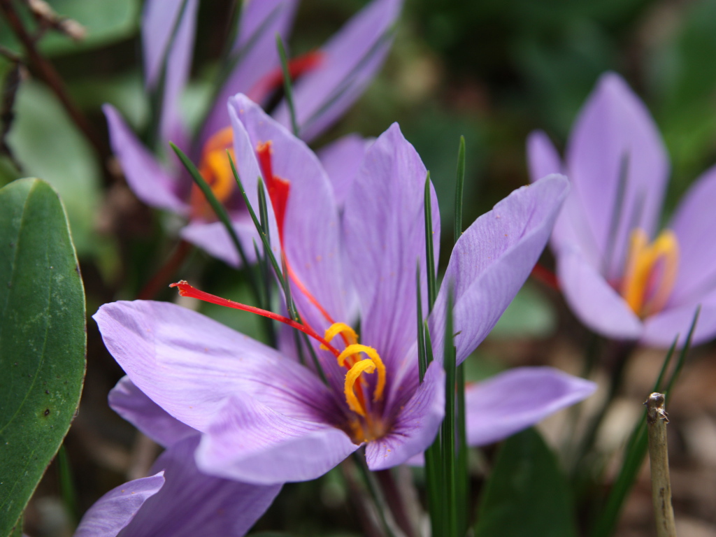 Цветы шафран на поляне