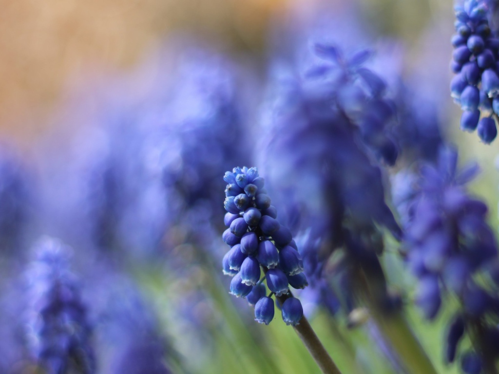 Цветы кисточкой