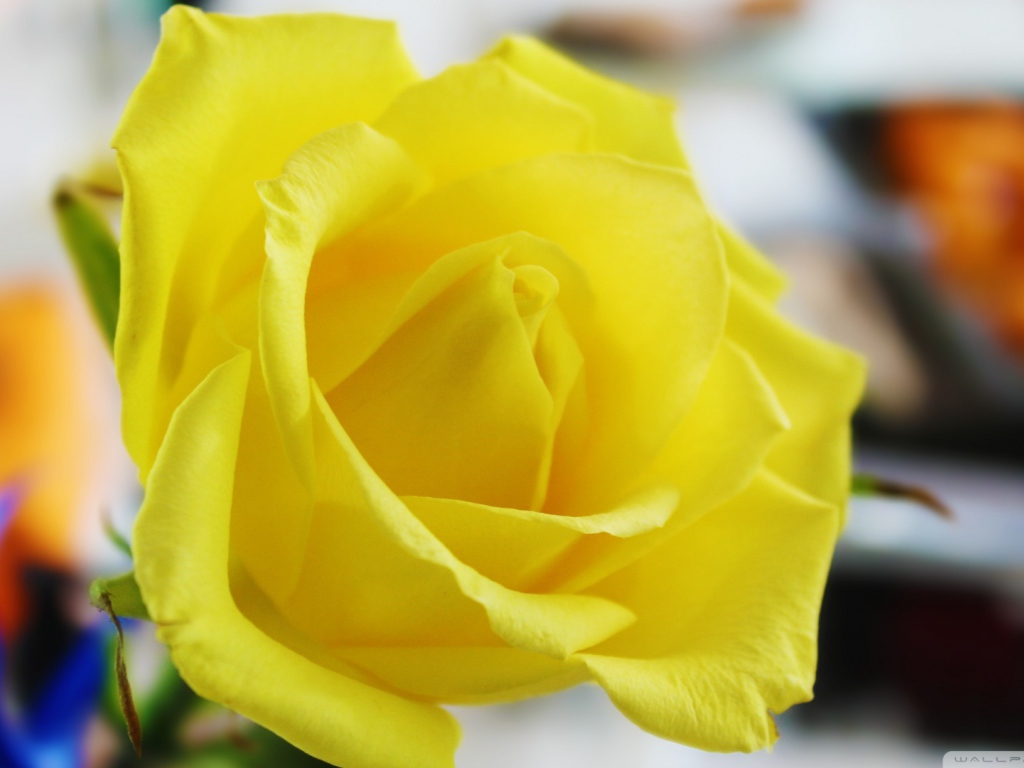 Ароматная жёлтая роза