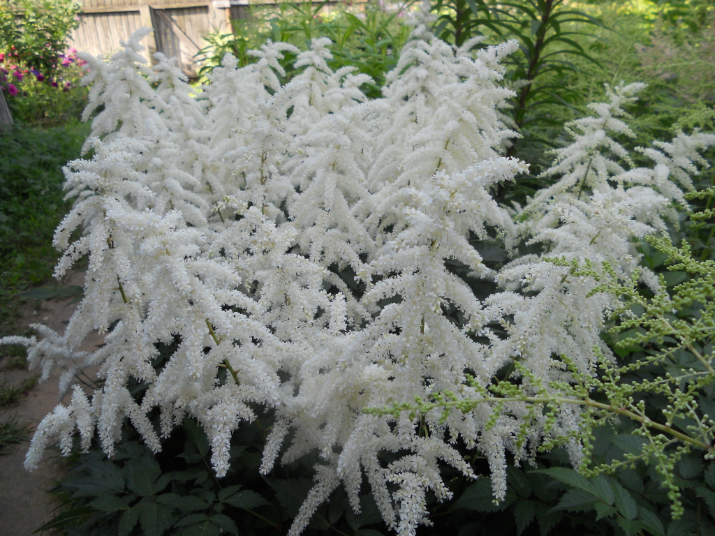 Садовые цветы астильба на дачном участке