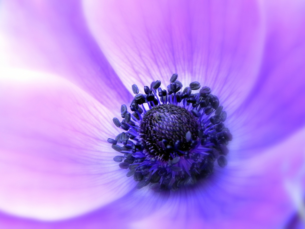 Садовые цветы анемона на дачном участке