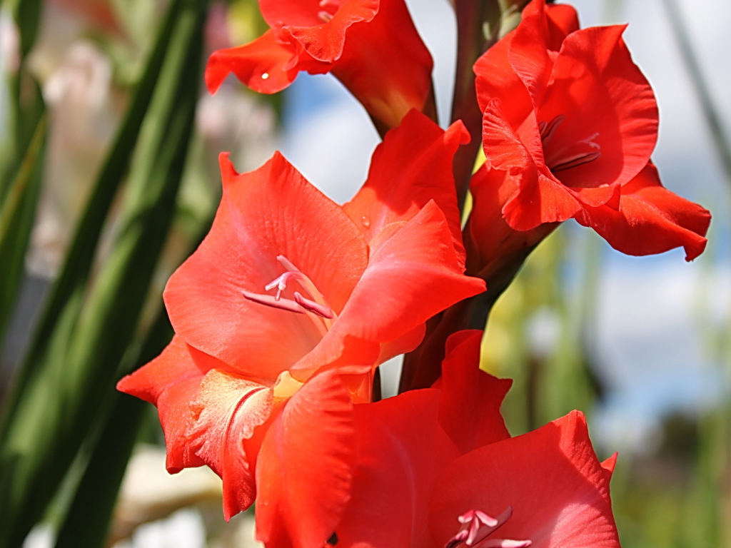 Садовые цветы гладиолус на дачном участке