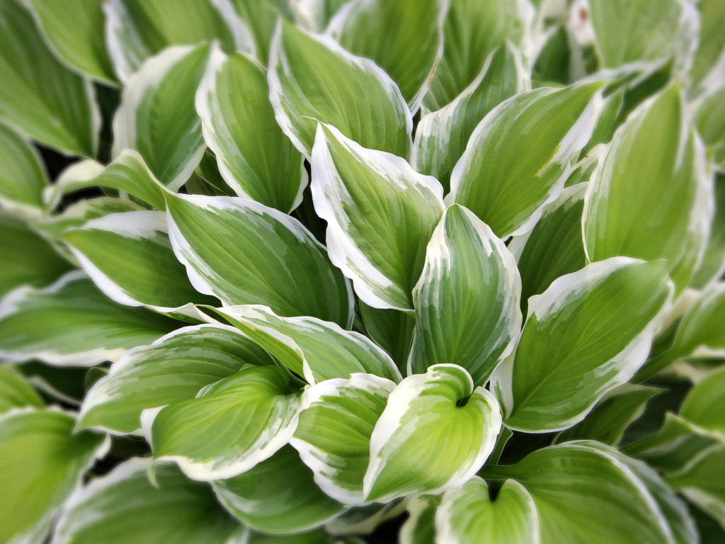 Садовое растение хоста на дачном участке