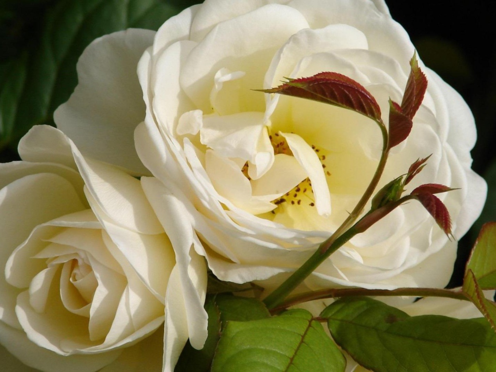 Садовые белые розы расцвели