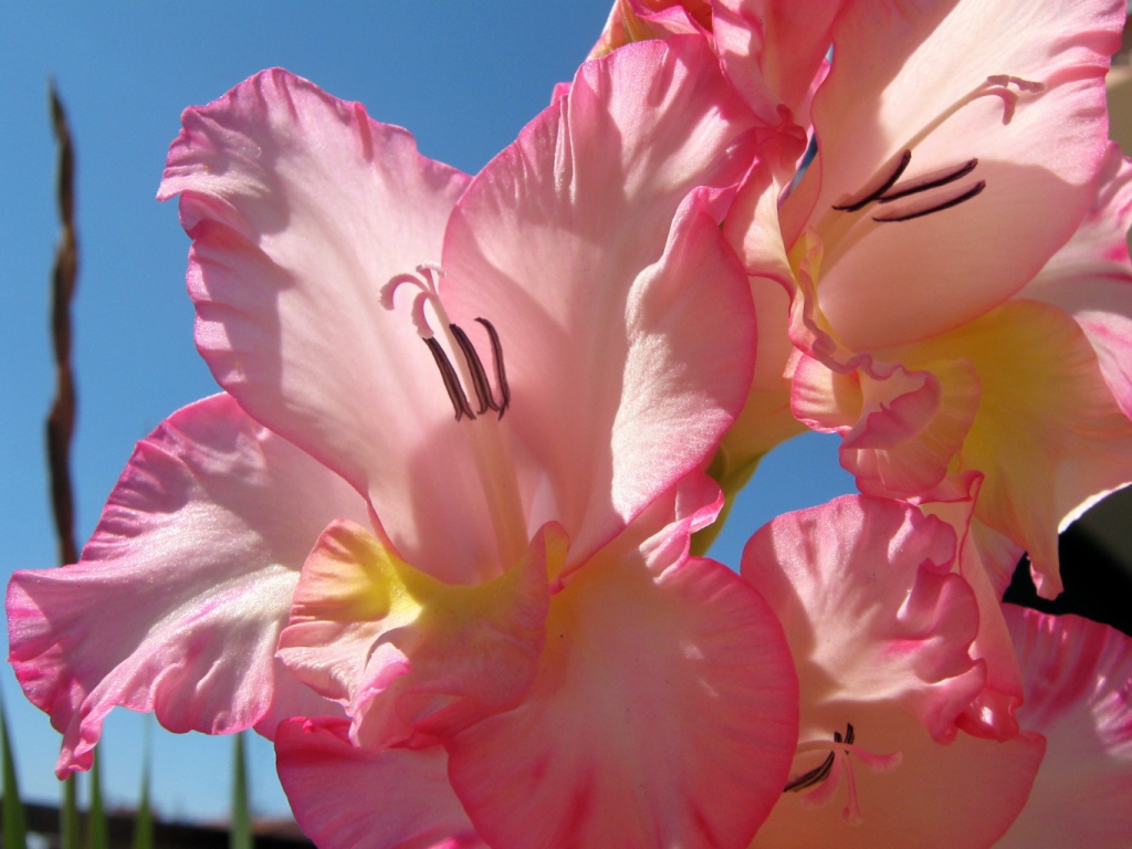 Нежно розовые цветы гладиолуса