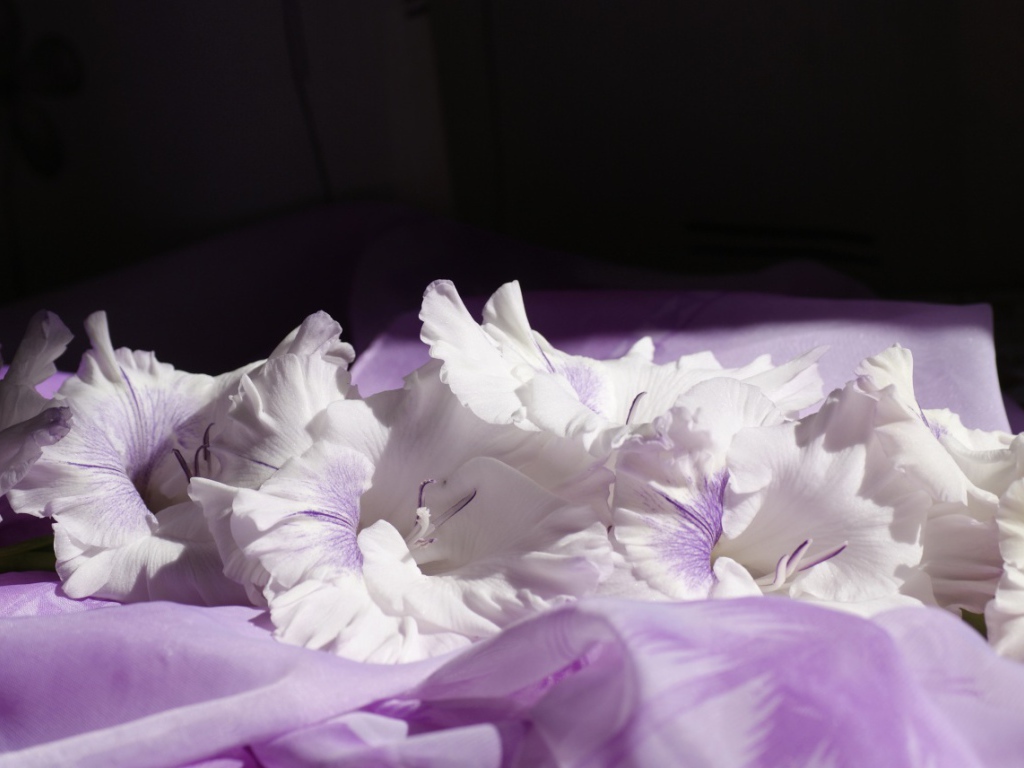 Нежно сиреневые цветы гладиолуса