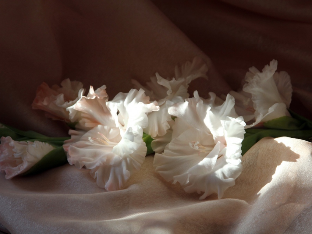 Гладиолусы в лучах солнца