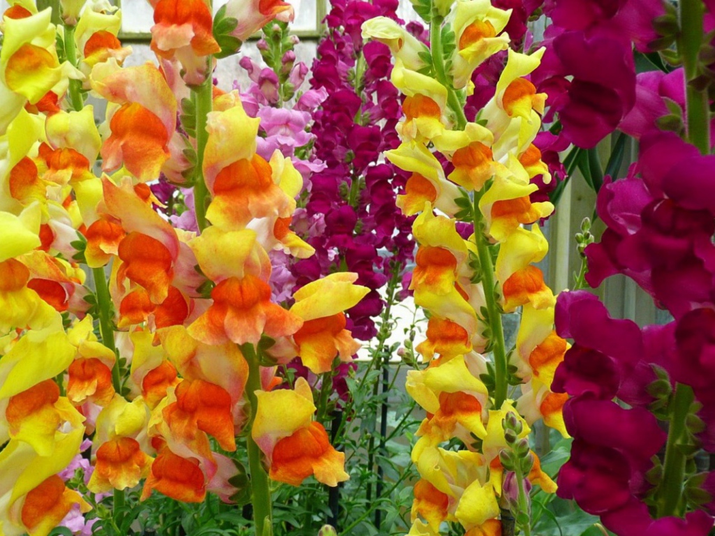 Великолепные гладиолусы на клумбе