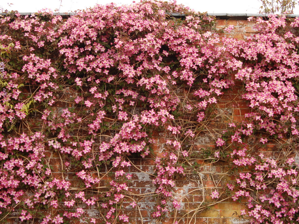 Выращивание цветов клематис в саду