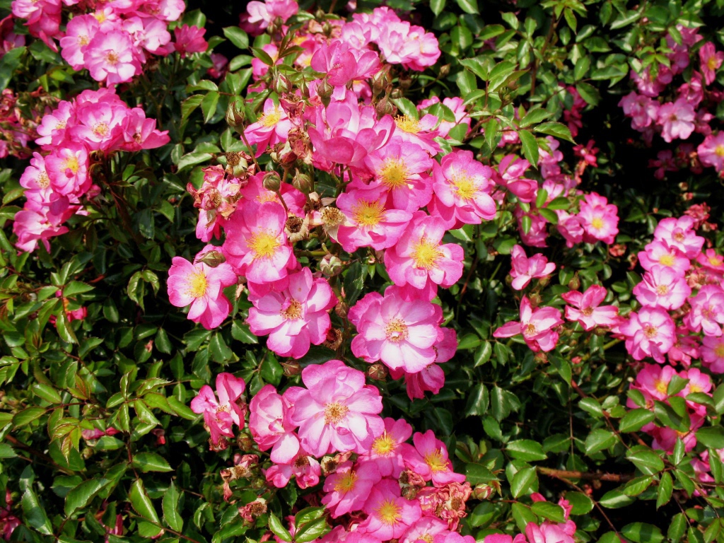 Выращивание цветов кларкия (годеция) в саду