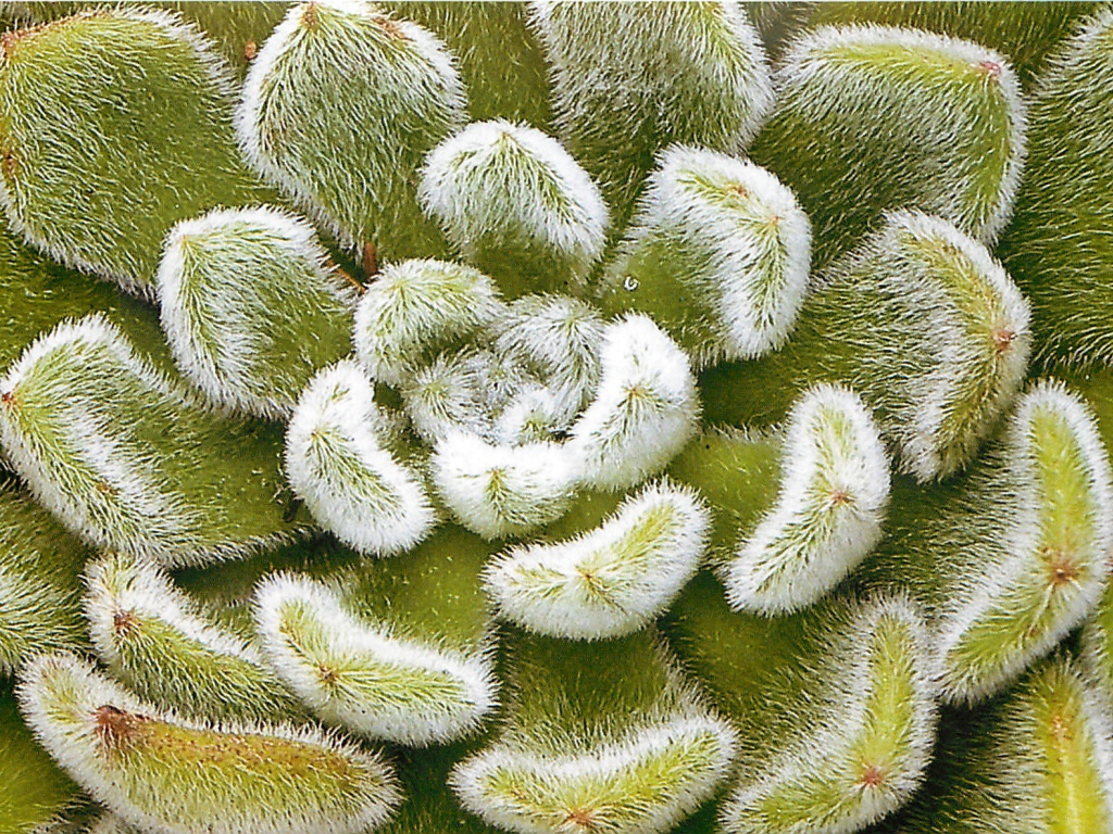 Выращивание цветов эхеверия (эчеверия)  в саду