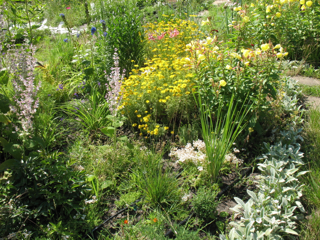 Выращивание растения бузульник в саду