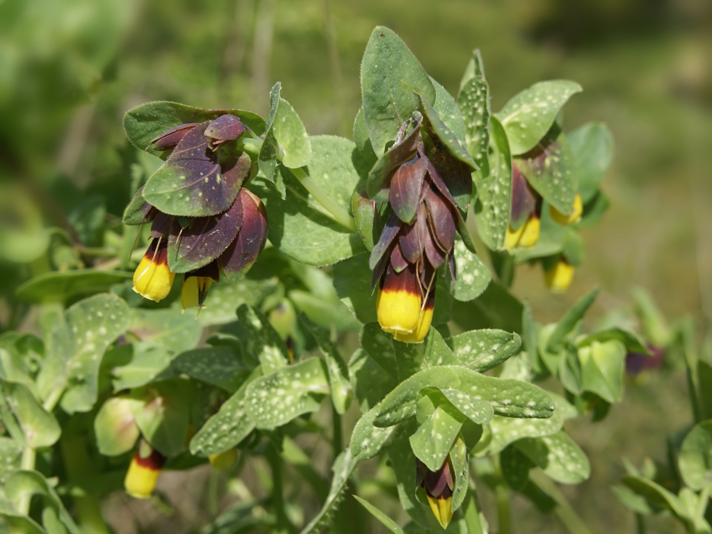 Выращивание растения восковник в саду
